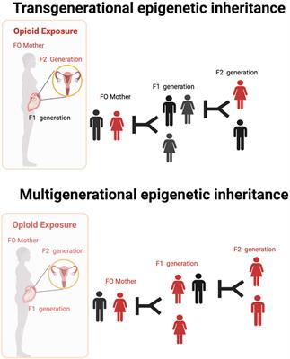 Epigenetic and Genetic Factors Associated With Opioid Use Disorder: Are These Relevant to African American Populations